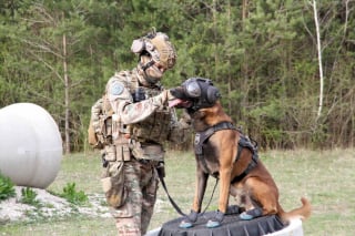 Illustration de l'article : L&rsquo;arm&eacute;e fait &eacute;voluer la formation de ses chiens militaires pour am&eacute;liorer leur bien-&ecirc;tre (vid&eacute;o)