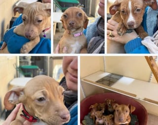 Illustration de l'article : Une famille de 7 chiens maltrait&eacute;s et d&eacute;nutris secourue par une association qui les soigne avant leur mise &agrave; l'adoption