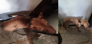 Illustration de l'article : Une famille de 7 chiens maltrait&eacute;s et d&eacute;nutris secourue par une association qui les soigne avant leur mise &agrave; l'adoption