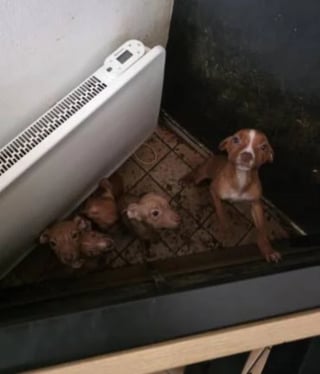 Illustration de l'article : Une famille de 7 chiens maltrait&eacute;s et d&eacute;nutris secourue par une association qui les soigne avant leur mise &agrave; l'adoption