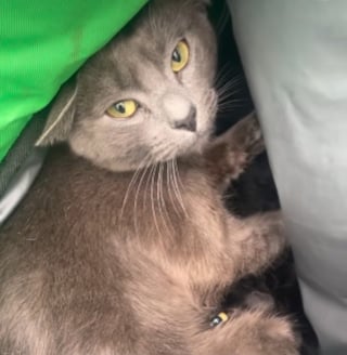 Illustration de l'article : 3 chats d'int&eacute;rieur abandonn&eacute;s dans un sac de livraison de repas sont d&eacute;couverts et pris en charge par des promeneurs