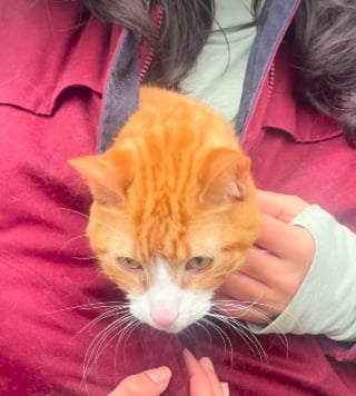 Illustration de l'article : 3 chats d'int&eacute;rieur abandonn&eacute;s dans un sac de livraison de repas sont d&eacute;couverts et pris en charge par des promeneurs