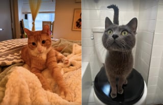 Illustration de l'article : 3 chats d'int&eacute;rieur abandonn&eacute;s dans un sac de livraison de repas sont d&eacute;couverts et pris en charge par des promeneurs