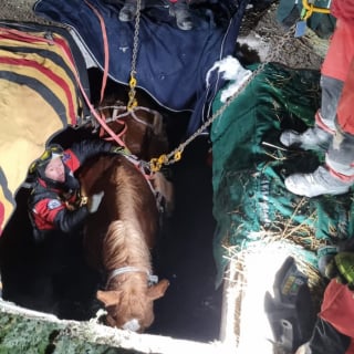 Illustration de l'article : 40 pompiers d&eacute;coupent une dalle de b&eacute;ton pour sauver un cheval de 650 kilos tomb&eacute; et coinc&eacute; dans une fosse septique