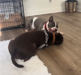 Illustration de l'article : Venant &agrave; peine de la rencontrer, ce chien brutalis&eacute; couvre sa m&egrave;re d'accueil de bisous pendant tout le trajet en voiture pour la remercier (vid&eacute;o)