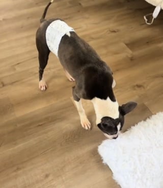 Illustration de l'article : Venant &agrave; peine de la rencontrer, ce chien brutalis&eacute; couvre sa m&egrave;re d'accueil de bisous pendant tout le trajet en voiture pour la remercier (vid&eacute;o)