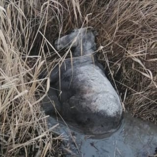 Illustration de l'article : Rep&eacute;r&eacute; par un gendarme qui promenait son chien, un cheval en hypothermie, coinc&eacute; dans un foss&eacute;, est sauv&eacute; et rendu &agrave; son propri&eacute;taire