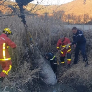 Illustration de l'article : Rep&eacute;r&eacute; par un gendarme qui promenait son chien, un cheval en hypothermie, coinc&eacute; dans un foss&eacute;, est sauv&eacute; et rendu &agrave; son propri&eacute;taire