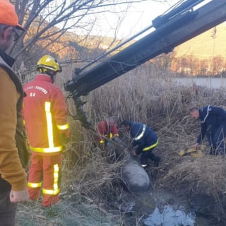 Illustration de l'article : Rep&eacute;r&eacute; par un gendarme qui promenait son chien, un cheval en hypothermie, coinc&eacute; dans un foss&eacute;, est sauv&eacute; et rendu &agrave; son propri&eacute;taire