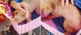 Illustration de l'article : Abandonn&eacute;e &laquo; parce qu'elle n'&eacute;tait plus parfaite &raquo;, cette chienne terrifi&eacute;e et mal en point vit une m&eacute;tamorphose en 5 semaines (vid&eacute;o) 