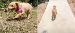 Illustration de l'article : Abandonn&eacute;e &laquo; parce qu'elle n'&eacute;tait plus parfaite &raquo;, cette chienne terrifi&eacute;e et mal en point vit une m&eacute;tamorphose en 5 semaines (vid&eacute;o) 