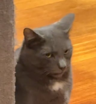 Illustration de l'article : &laquo; Un changement d'attitude spectaculaire &raquo;, apr&egrave;s avoir invit&eacute; une cong&eacute;n&egrave;re errante &agrave; la maison, ce chat semble regretter sa d&eacute;cision (vid&eacute;o)