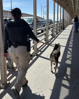 Illustration de l'article : D&eacute;couvert par des agents animaliers texans, un chien identifi&eacute; gr&acirc;ce &agrave; sa puce retrouve sa famille mexicaine sur le Pont des Am&eacute;riques
