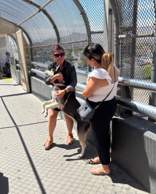 Illustration de l'article : D&eacute;couvert par des agents animaliers texans, un chien identifi&eacute; gr&acirc;ce &agrave; sa puce retrouve sa famille mexicaine sur le Pont des Am&eacute;riques