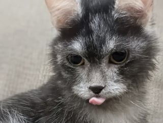 Illustration de l'article : Sauv&eacute;e in extremis de l'euthanasie, cette chatte avec de nombreux probl&egrave;mes de sant&eacute; re&ccedil;oit des soins qui changent sa vie