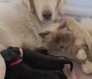Illustration de l'article : &laquo; Papa atypique &raquo;, ce chat Birman aide la chienne de la famille &agrave; s'occuper de ses chiots nouveau-n&eacute;s (vid&eacute;o)