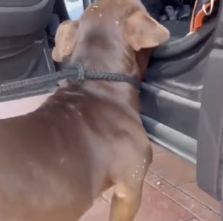 Illustration de l'article : Sauv&eacute;s d&rsquo;une situation difficile, 2 chiots &eacute;meuvent leur bienfaitrice par leur joie de vivre et leur gratitude (vid&eacute;o)