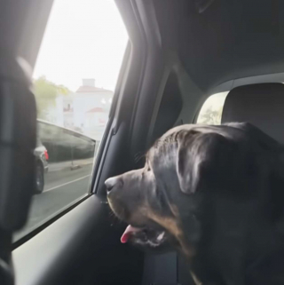 Illustration de l'article : Pi&eacute;g&eacute; au fond d'un canal, un Rottweiler &eacute;puis&eacute; lance un ultime cri et re&ccedil;oit l'aide qu'il esp&eacute;rait tant