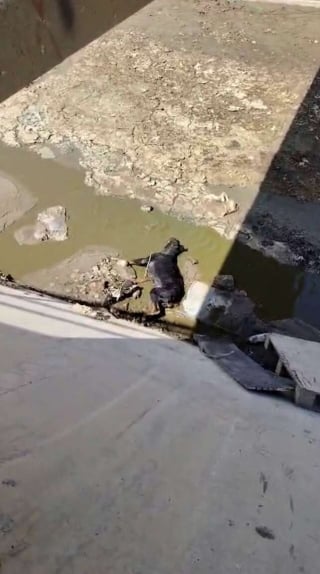 Illustration de l'article : Pi&eacute;g&eacute; au fond d'un canal, un Rottweiler &eacute;puis&eacute; lance un ultime cri et re&ccedil;oit l'aide qu'il esp&eacute;rait tant