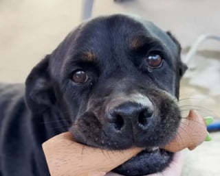 Illustration de l'article : Pi&eacute;g&eacute; au fond d'un canal, un Rottweiler &eacute;puis&eacute; lance un ultime cri et re&ccedil;oit l'aide qu'il esp&eacute;rait tant