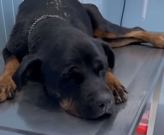 Illustration de l'article : Pi&eacute;g&eacute; au fond d'un canal, un Rottweiler &eacute;puis&eacute; lance un ultime cri et re&ccedil;oit l'aide qu'il esp&eacute;rait tant