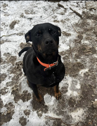 Illustration de l'article : Donn&eacute;e via les r&eacute;seaux sociaux puis plac&eacute;e en refuge, cette chienne crois&eacute;e Rottweiler esp&egrave;re une nouvelle famille depuis plusieurs mois (vid&eacute;o)