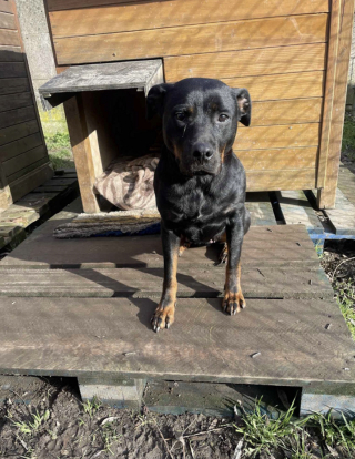Illustration de l'article : Donn&eacute;e via les r&eacute;seaux sociaux puis plac&eacute;e en refuge, cette chienne crois&eacute;e Rottweiler esp&egrave;re une nouvelle famille depuis plusieurs mois (vid&eacute;o)
