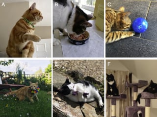 Illustration de l'article : Sauvegarde des oiseaux : 5 minutes de jeu par jour r&eacute;duisent drastiquement l'instinct de chasse du chat