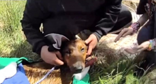 Illustration de l'article : Perdue et tomb&eacute;e dans un puits, une chienne lutte pour sa survie pendant 2 heures jusqu'&agrave; son sauvetage par les pompiers