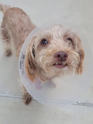 Illustration de l'article : Ignor&eacute; &agrave; cause de son &acirc;ge, un Caniche dont le propri&eacute;taire est d&eacute;c&eacute;d&eacute; trouve finalement une famille &eacute;mue par son histoire (vid&eacute;o)