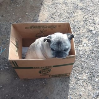 Illustration de l'article : Abandonn&eacute; dans un carton sous la pluie, un Carlin de 14 ans est sauv&eacute; par une passante qui rentrait du travail