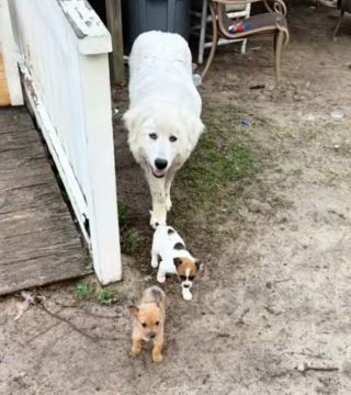 Illustration de l'article : Un Patou d&eacute;couvre des chiots abandonn&eacute;s en for&ecirc;t et les adopte spontan&eacute;ment pour veiller sur eux comme un p&egrave;re (vid&eacute;o)