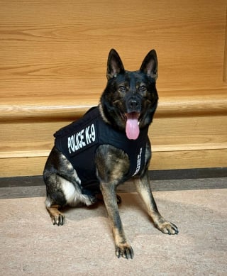 Illustration de l'article : Courageux chien policier, Lobo se voit offrir un gilet pare-balles de la part d'une association pour le prot&eacute;ger lors des missions