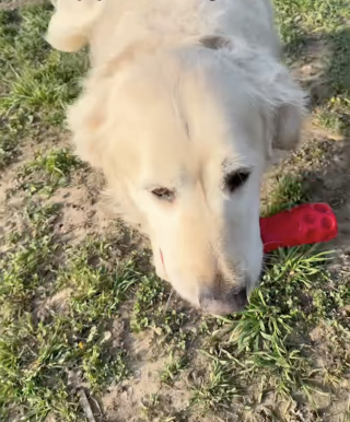 Illustration de l'article : Autrefois utilis&eacute; pour la reproduction, ce vieux Golden Retriever apprend enfin &agrave; s&rsquo;amuser et &agrave; rapporter une balle (vid&eacute;o)