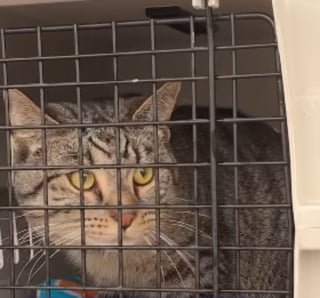 Illustration de l'article : Plus de 40 chats d&eacute;couverts dans un camping-car insalubre et surpeupl&eacute; ont droit &agrave; un nouveau d&eacute;part apr&egrave;s leur sauvetage (vid&eacute;o)