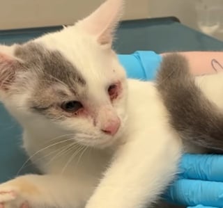 Illustration de l'article : Plus de 40 chats d&eacute;couverts dans un camping-car insalubre et surpeupl&eacute; ont droit &agrave; un nouveau d&eacute;part apr&egrave;s leur sauvetage (vid&eacute;o)