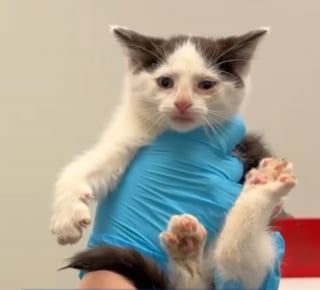 Illustration de l'article : Plus de 40 chats d&eacute;couverts dans un camping-car insalubre et surpeupl&eacute; ont droit &agrave; un nouveau d&eacute;part apr&egrave;s leur sauvetage (vid&eacute;o)