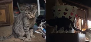 Illustration de l'article : Plus de 40 chats d&eacute;couverts dans un camping-car insalubre et surpeupl&eacute; ont droit &agrave; un nouveau d&eacute;part apr&egrave;s leur sauvetage (vid&eacute;o)