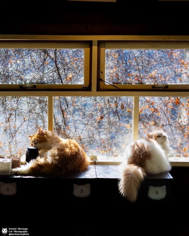 https://www.woopets.fr/assets/ckeditor/2026/may/actualities/60883/xl/topchats10.jpg