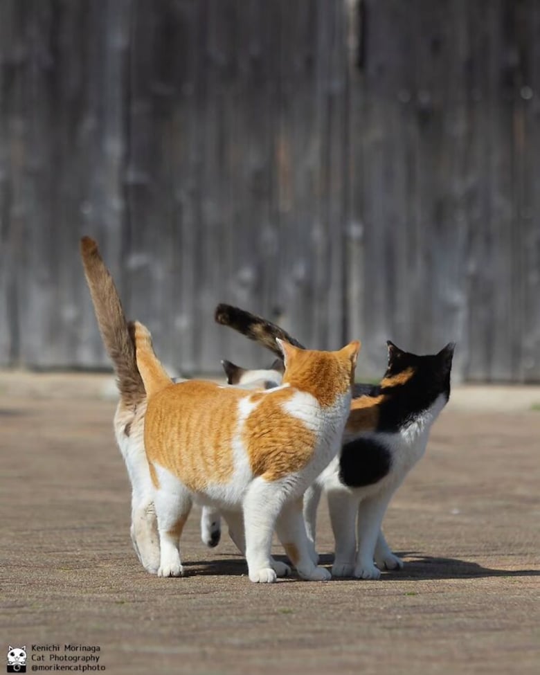 https://www.woopets.fr/assets/ckeditor/2026/may/actualities/60883/xl/topchats12.jpg