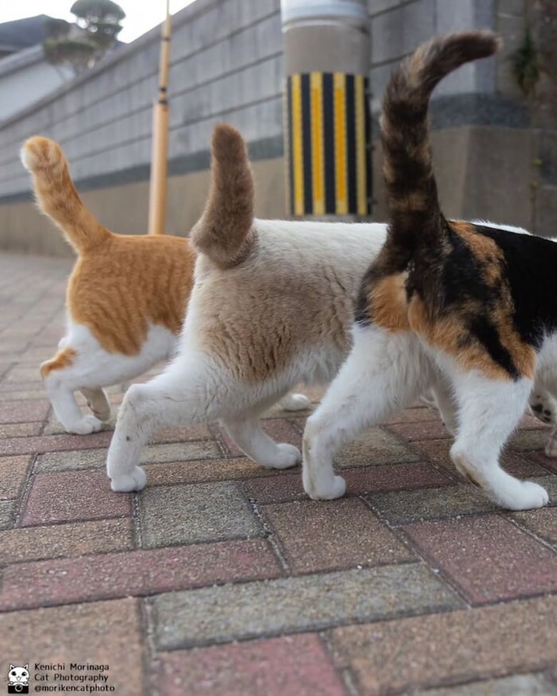 https://www.woopets.fr/assets/ckeditor/2026/may/actualities/60883/xl/topchats4.jpg