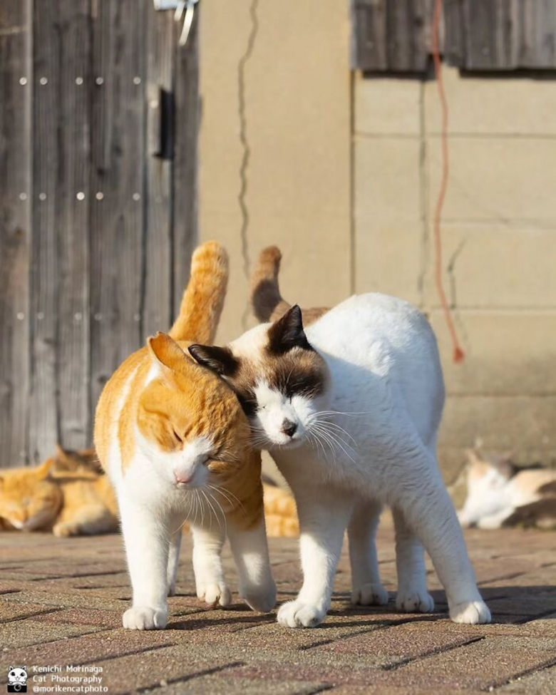 https://www.woopets.fr/assets/ckeditor/2026/may/actualities/60883/xl/topchats9.jpg