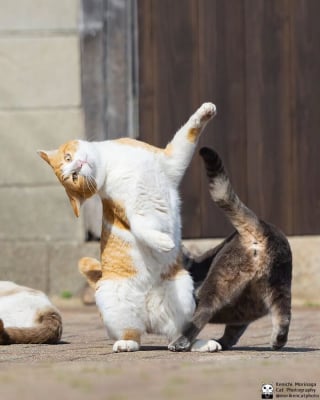 Illustration de l'article : 14 photos de chats qui coordonnent leurs mimiques &agrave; la perfection (ou presque)