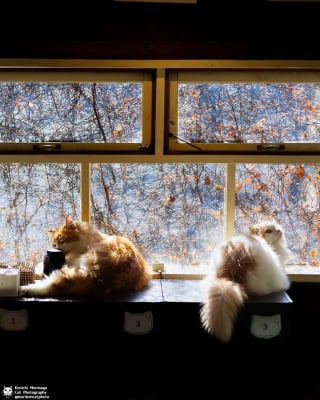 Illustration de l'article : 14 photos de chats qui coordonnent leurs mimiques &agrave; la perfection (ou presque)