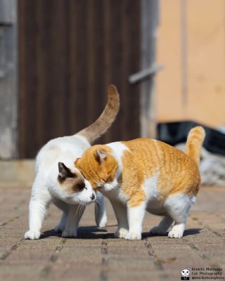 Illustration de l'article : 14 photos de chats qui coordonnent leurs mimiques &agrave; la perfection (ou presque)