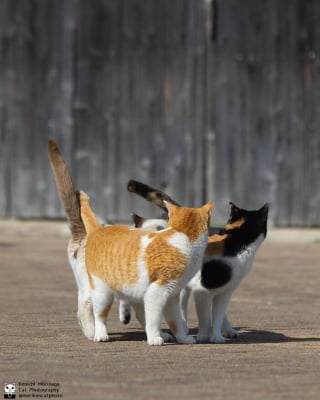 Illustration de l'article : 14 photos de chats qui coordonnent leurs mimiques &agrave; la perfection (ou presque)