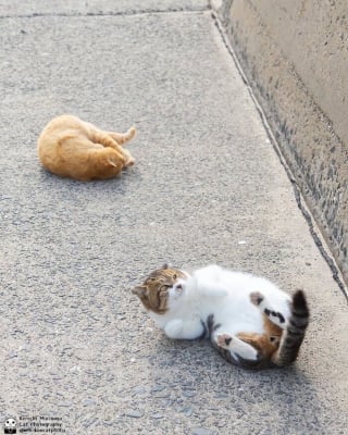 Illustration de l'article : 14 photos de chats qui coordonnent leurs mimiques &agrave; la perfection (ou presque)