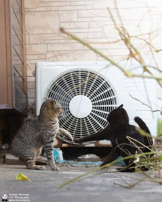 Illustration de l'article : 14 photos de chats qui coordonnent leurs mimiques &agrave; la perfection (ou presque)