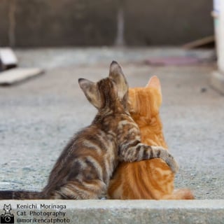 Illustration de l'article : 14 photos de chats qui coordonnent leurs mimiques &agrave; la perfection (ou presque)