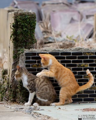 Illustration de l'article : 14 photos de chats qui coordonnent leurs mimiques &agrave; la perfection (ou presque)
